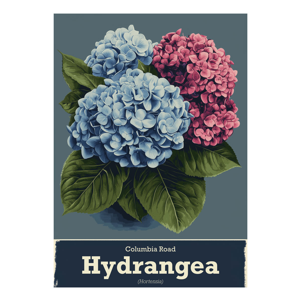 ws floramundi 004 affiche columbia road hortensia royal affiche fond blanc